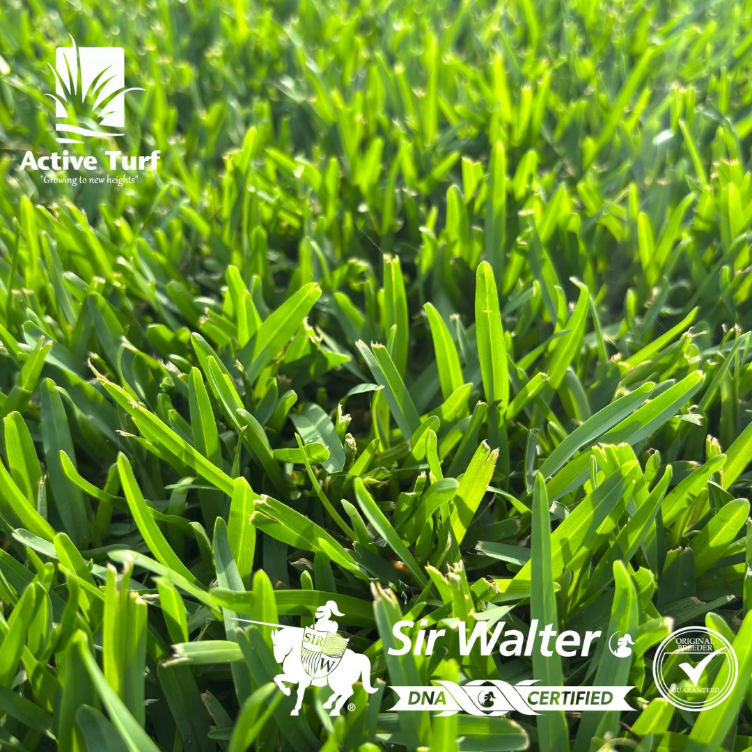 DNA Certified Sir Walter