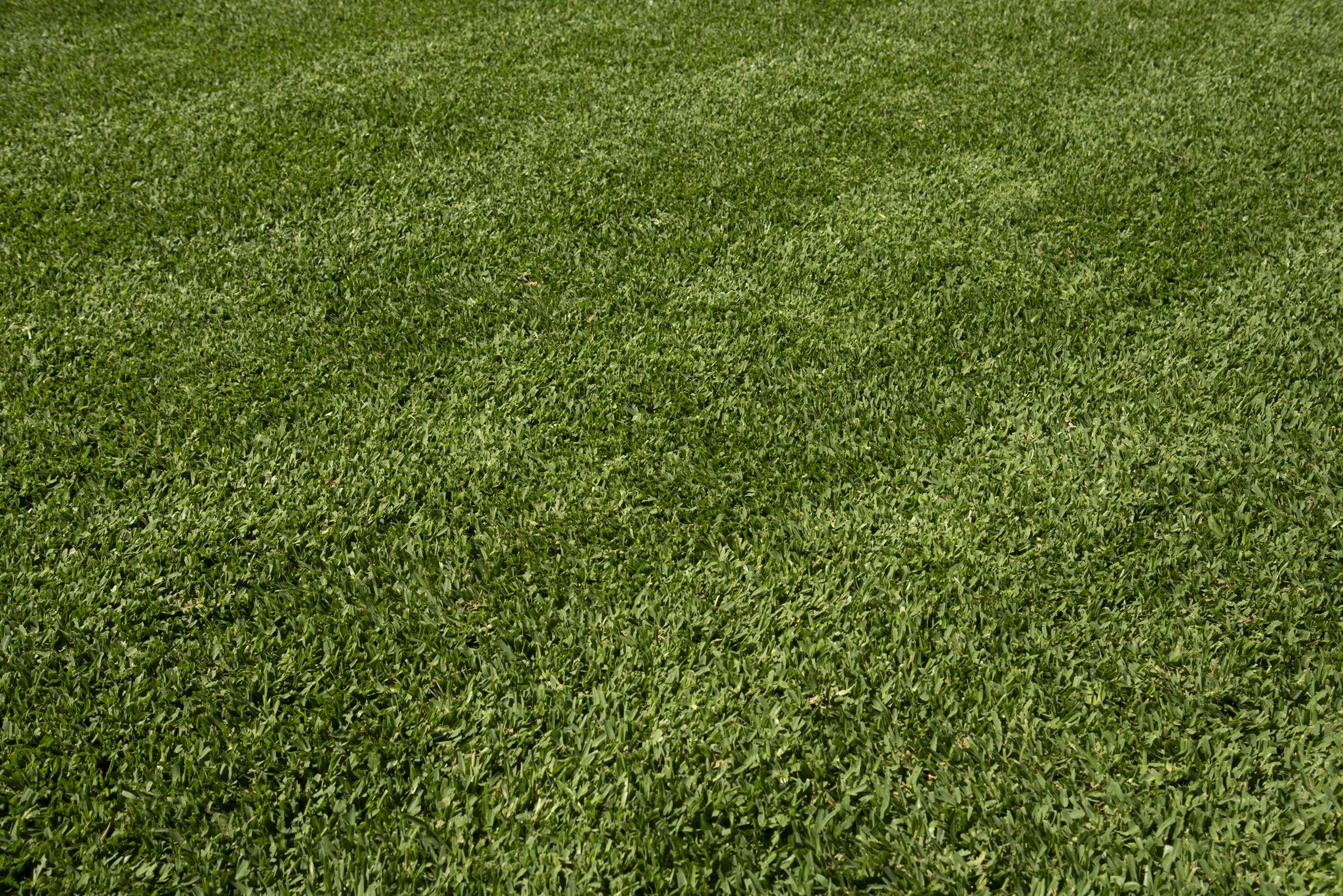 Active Turf Suppllies AusGAP Certified Stampede Hybrid Buffalo Turf