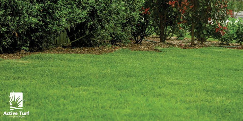 Active Turf Supplies Sydney - Zoysia Australis Turf Grass Lawn