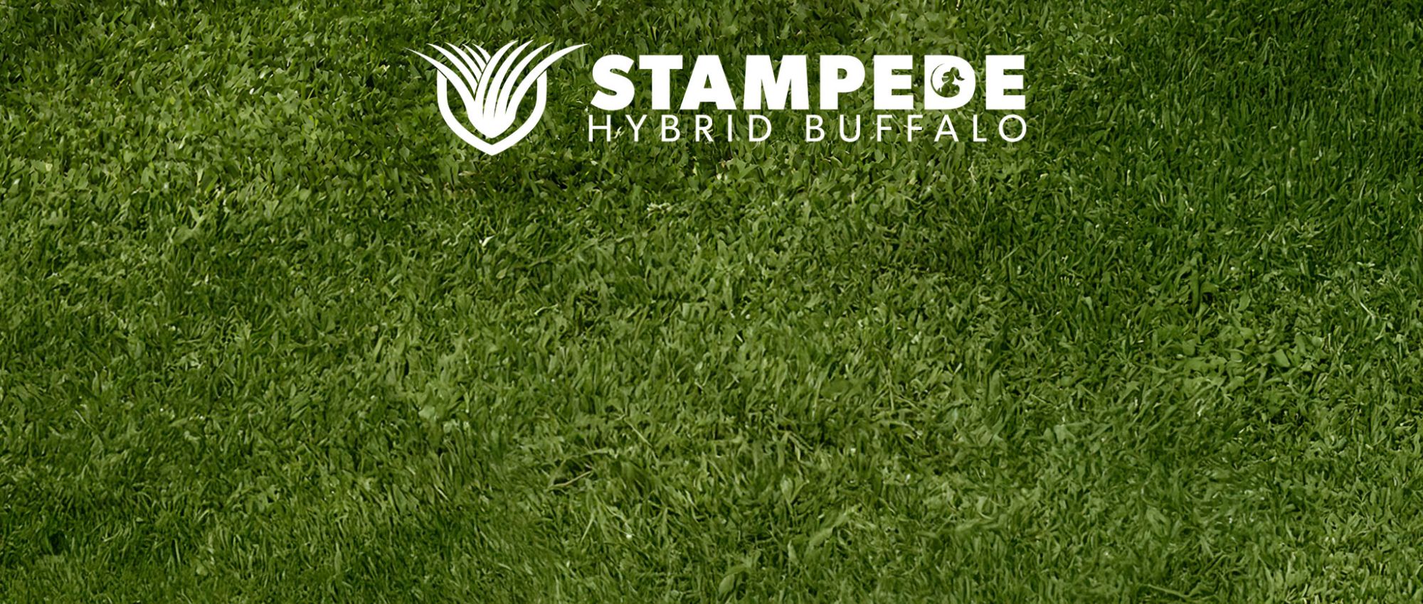 Active Turf Supplies Stampede Hybrid Buffalo
