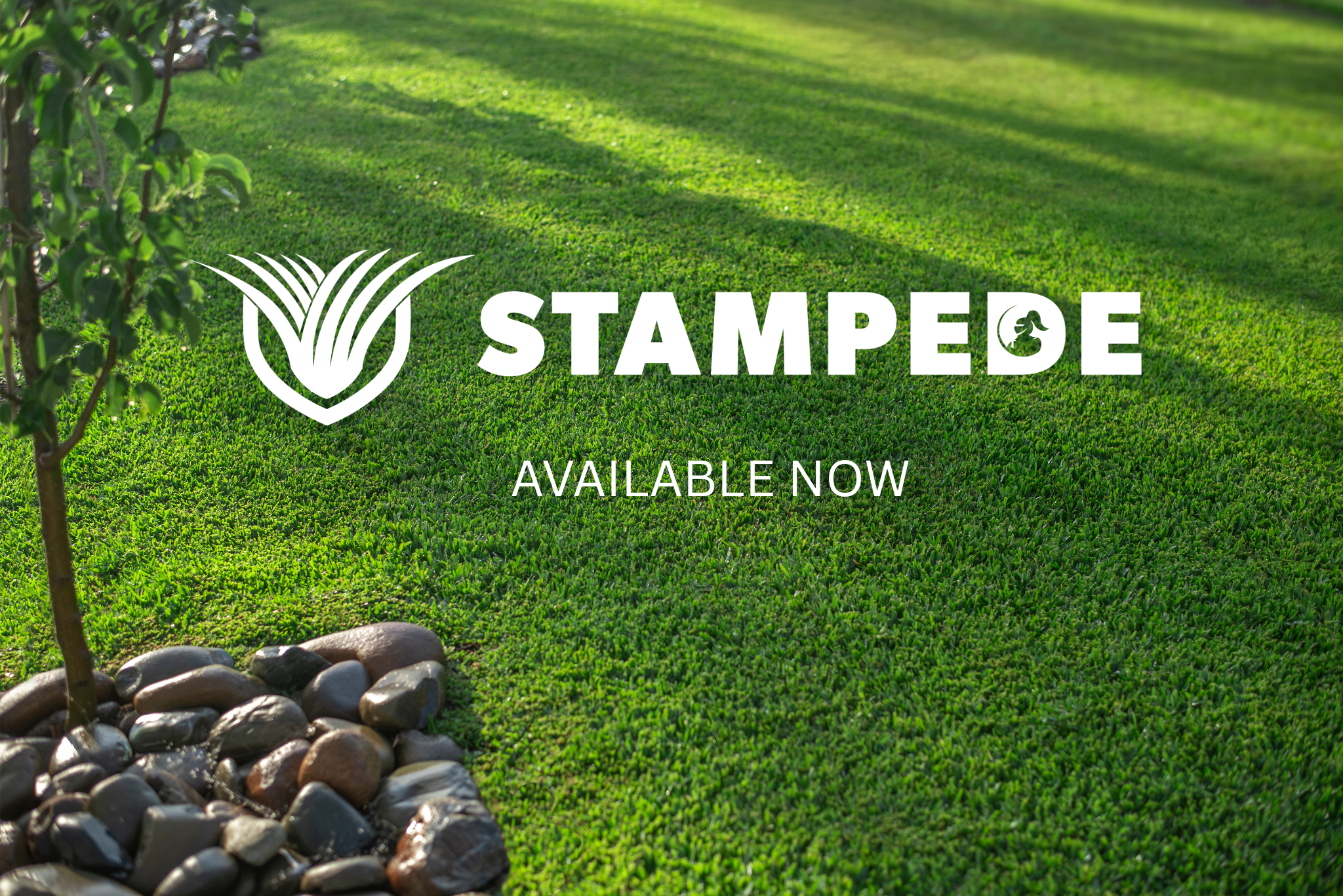 Stampede Hybrid Buffalo Available Now