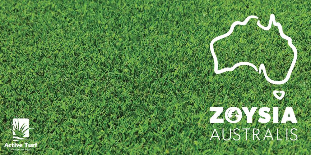 Active Turf Supplies Sydney - Zoysia Australis Turf Grass Lawn