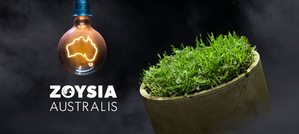 Active Turf Supplies Sydney - Zoysia Australis Turf Grass Lawn