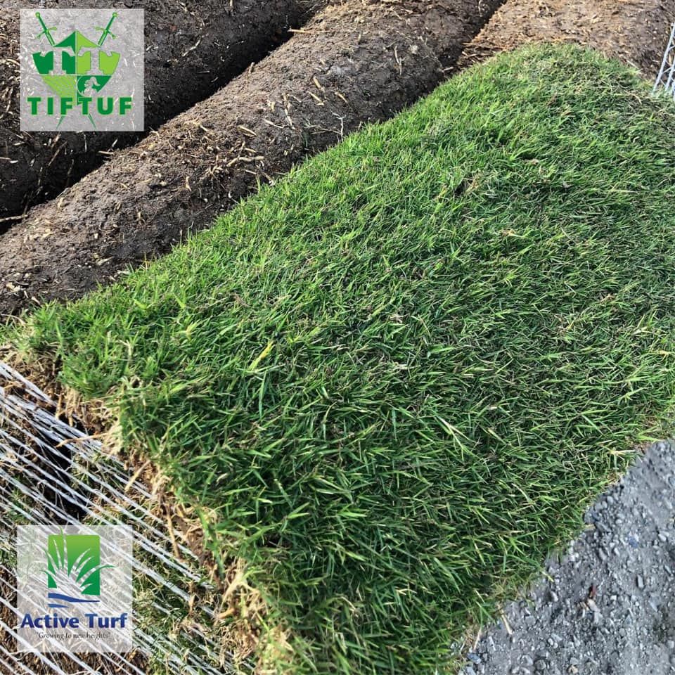 TifTuf drought tolerant smart grass turf lawn