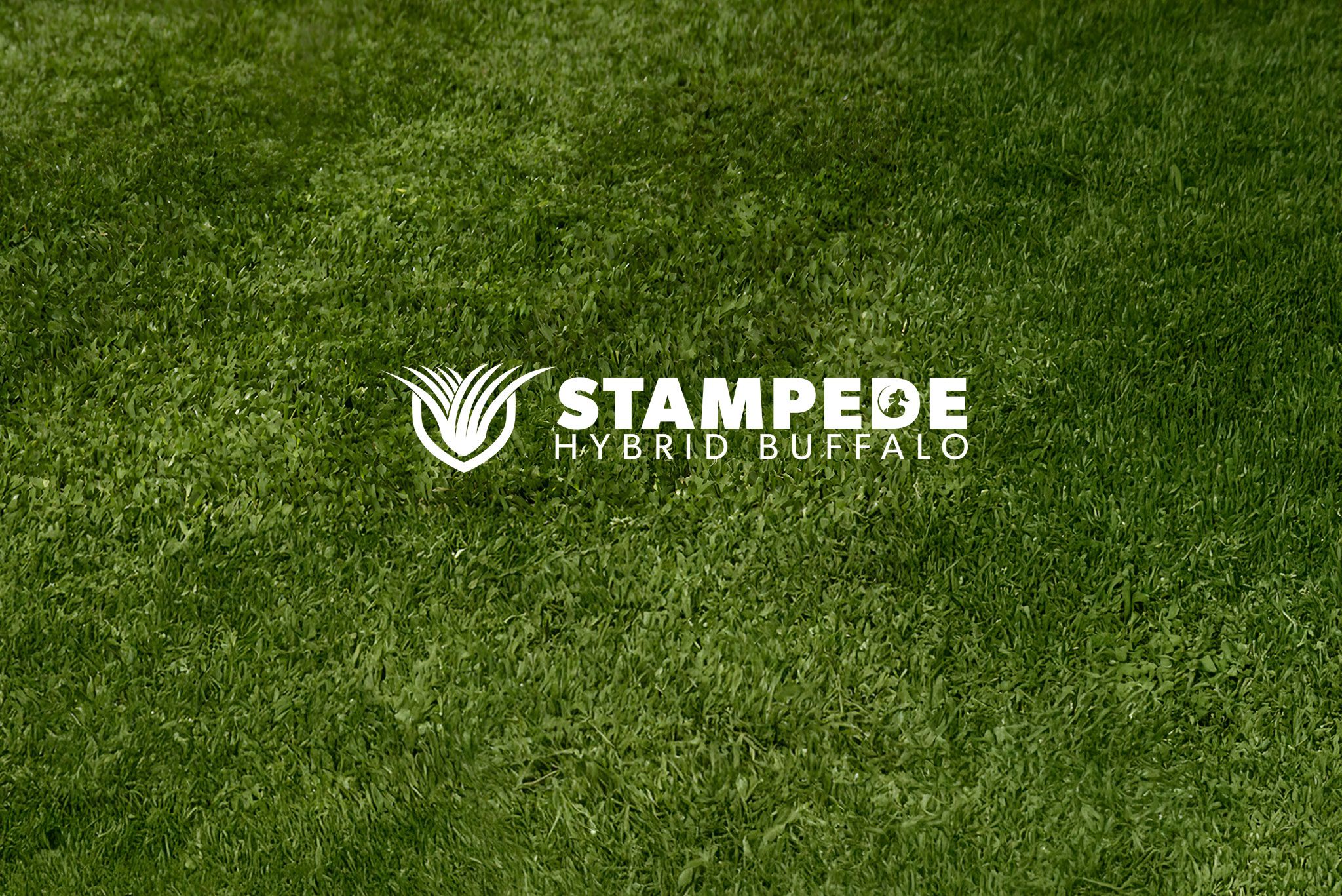 Active Turf Suppllies AusGAP Certified Stampede Hybrid Buffalo Turf