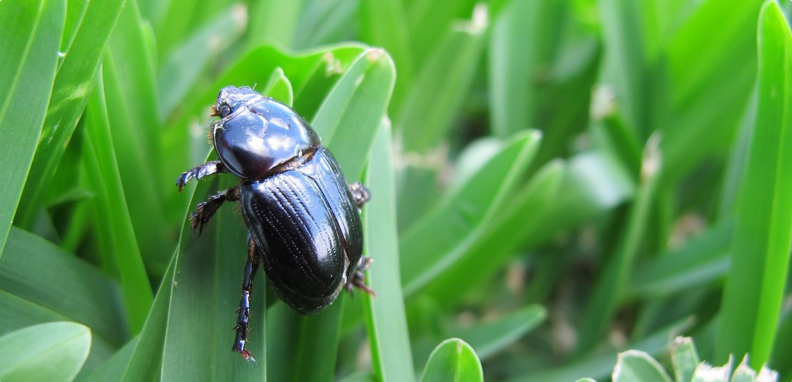 African Black Beetle - Active Turf Supplies