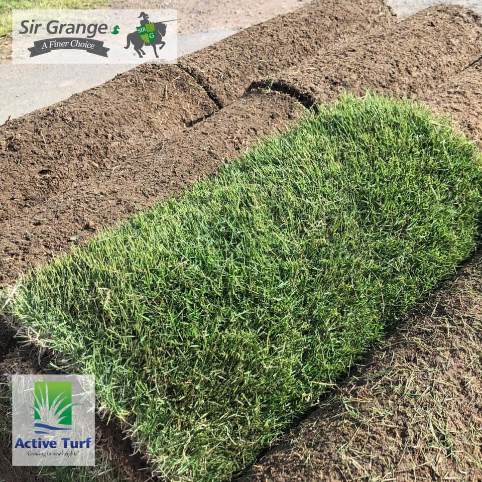 Fresh lush Sir Grange Zoysia Lawn Grass Turf 