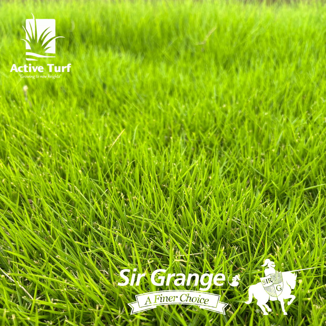 Sir Grange Zoysia