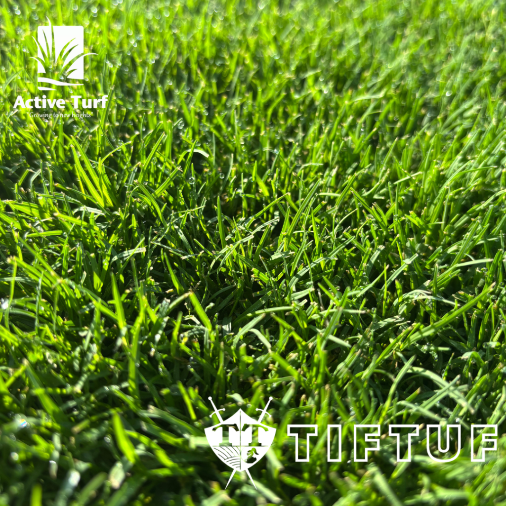 TifTuf Bermuda Lawn Leaf