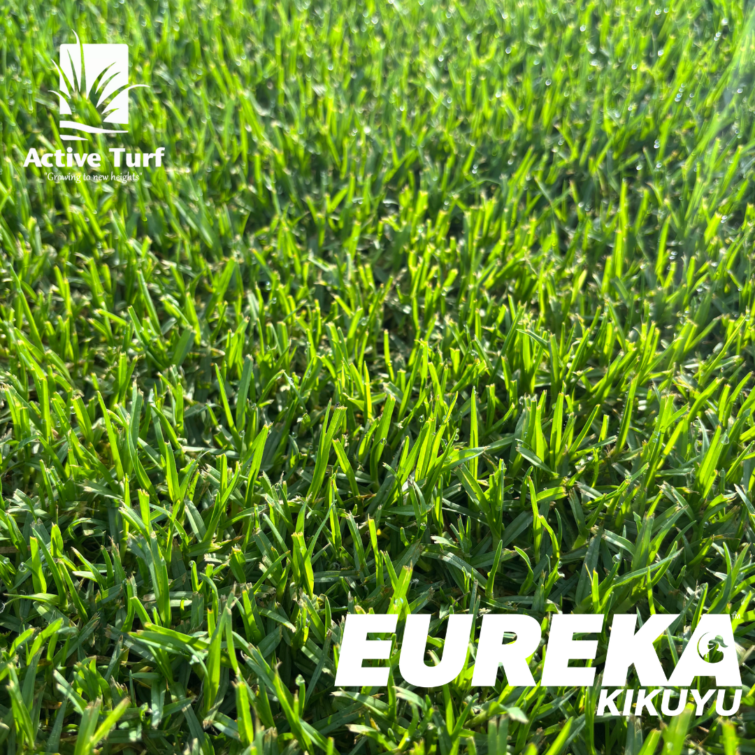Eureka Kikuyu Grass