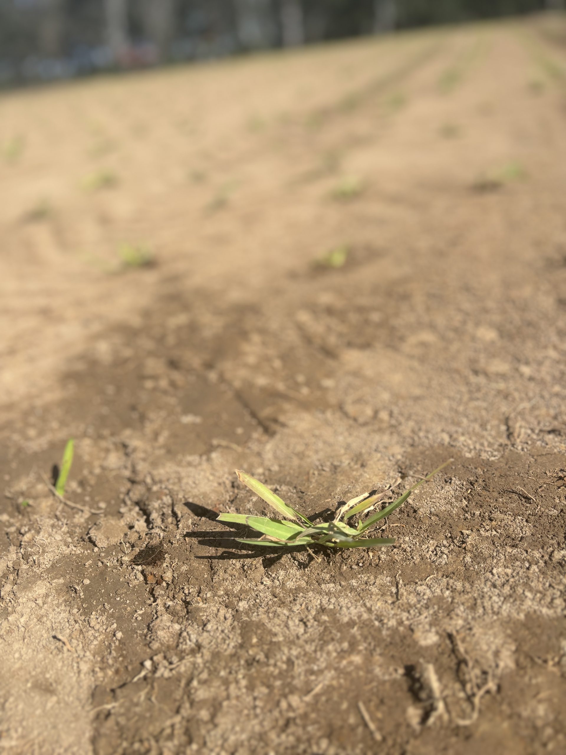Turf Image