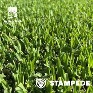 Stampede Hybrid Buffalo