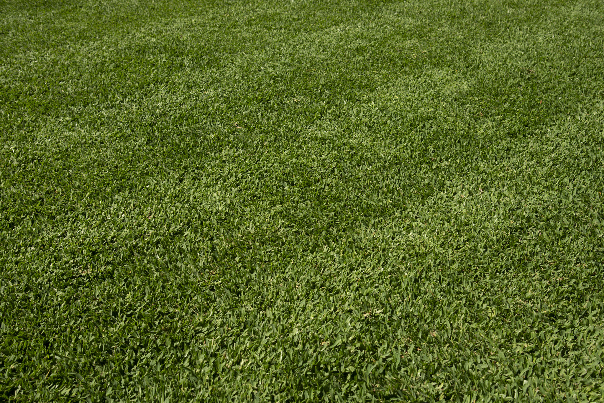 Active Turf Suppllies AusGAP Certified Stampede Hybrid Buffalo Turf