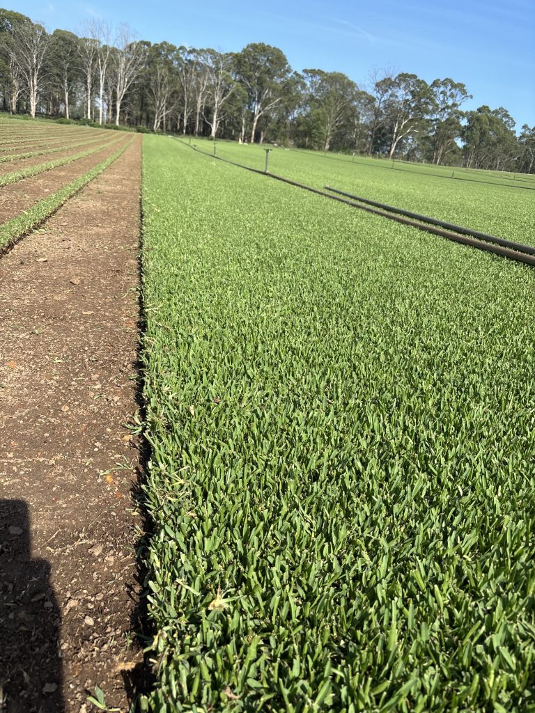 Stampede Hybrid Buffalo on Farm