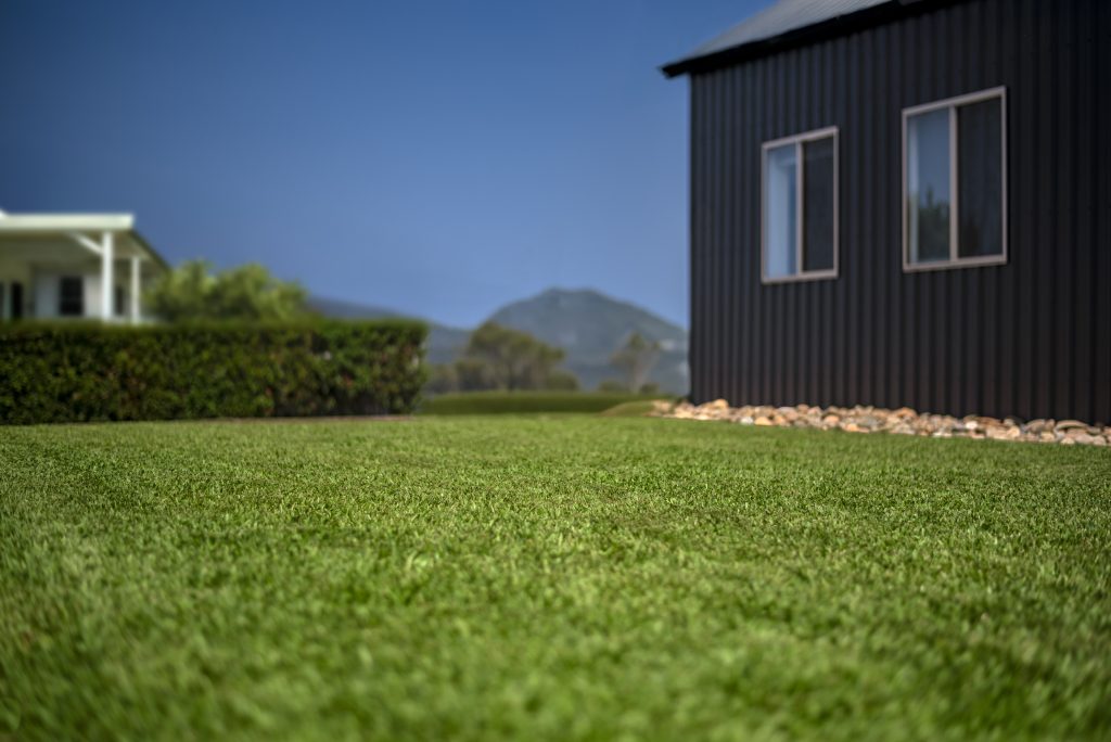 Stampede Hybrid Buffalo Fresh Lawn